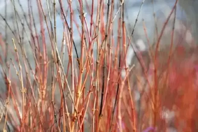 ACER palmatum 'Bi Ho' - image 4