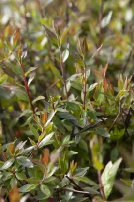 ABELIA x grandiflora 'Sherwood'