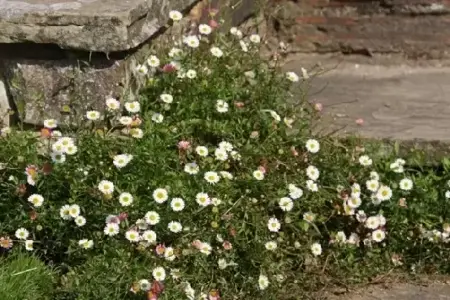 ERIGERON karvinskianus - image 1