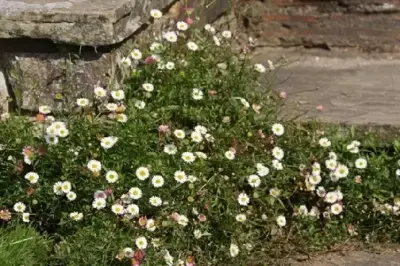 ERIGERON karvinskianus - image 4