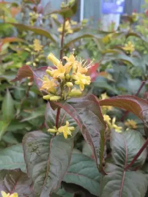 DIERVILLA rivularis 'Troja Black'