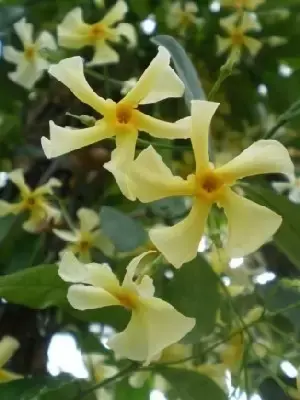 TRACHELOSPERMUM jasminoides 'Star of Toscana'