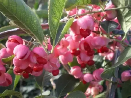 EUONYMUS phellomanus