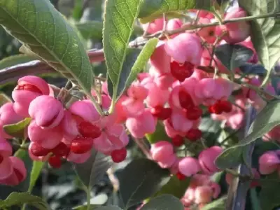 EUONYMUS phellomanus