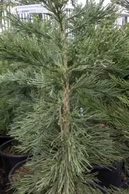 SEQUOIADENDRON giganteum 'Glauca' - image 2