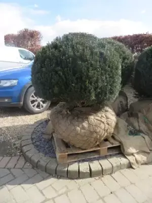 TAXUS baccata