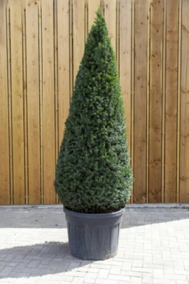 TAXUS baccata - image 1