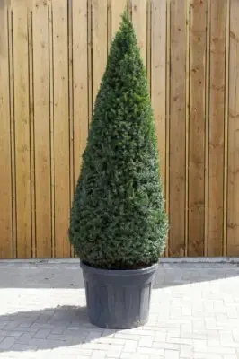 TAXUS baccata