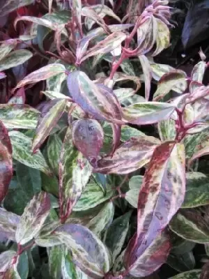 LEUCOTHOE fontanesiana 'Makijaz'