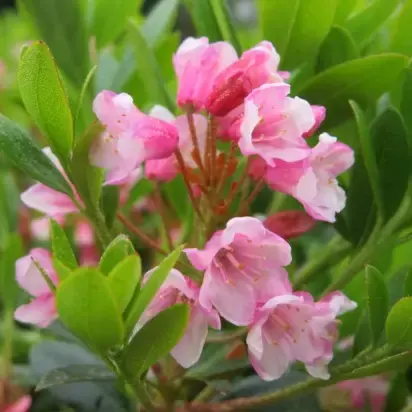 RHODODENDRON 'Bloombux Magenta'