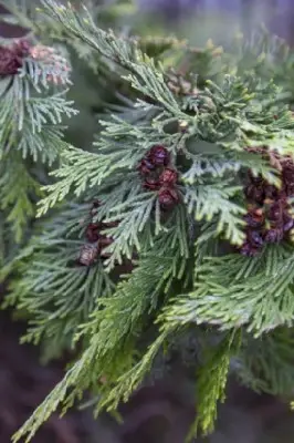 CHAMAECYPARIS lawsoniana 'Stardust'