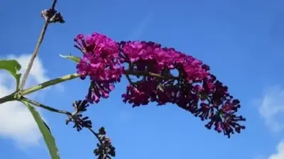 BUDDLEJA davidii 'Ile de France'