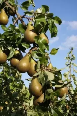 Pyrus communis 'Duo Conference-Williams' (PEAR)