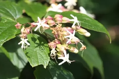 CLERODENDRUM trichotomum fargesii