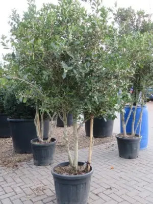 OSMANTHUS heterophyllus 'Purpureus'