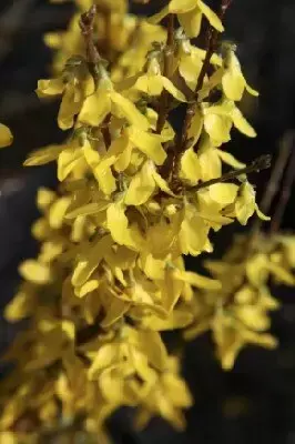 FORSYTHIA x intermedia 'Spectabilis'