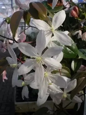 CLEMATIS armandii 'Apple Blossom'