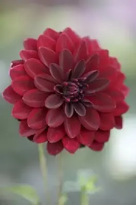 DAHLIA 'Arabian Night'