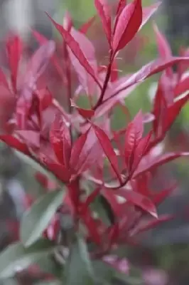 PHOTINIA x fraseri 'Carre Rouge' - image 2