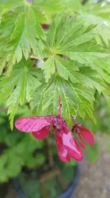 ACER japonicum 'Aconitifolium' - image 2
