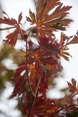 ACER japonicum 'Aconitifolium' - image 5