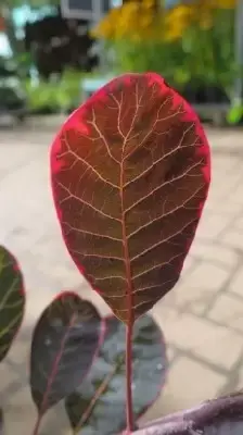 COTINUS coggygria 'Lilla' - image 3