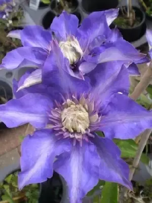 CLEMATIS 'Pamina'