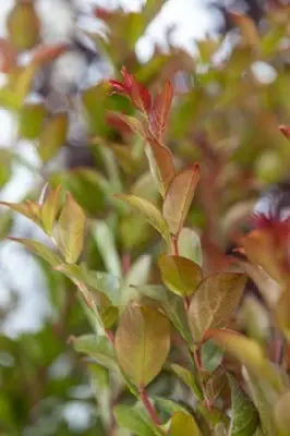 LAGERSTROEMIA 'Enduring Summer Red' - image 1