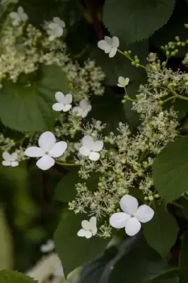 HYDRANGEA petiolaris - image 2