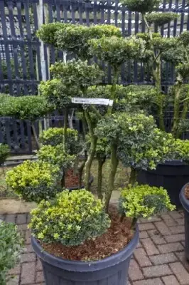 BUXUS sempervirens Multi-Ball - image 3