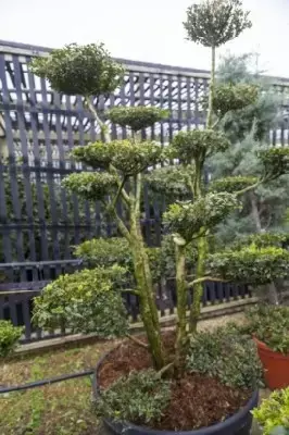 BUXUS sempervirens Multi-Ball