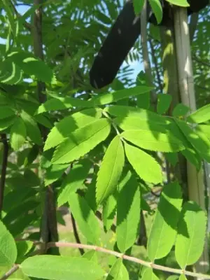 SORBUS aucuparia 'Fingerprint'