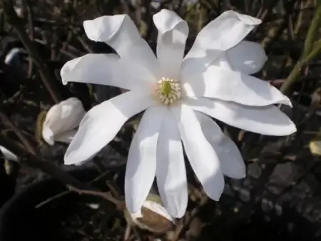 MAGNOLIA stellata