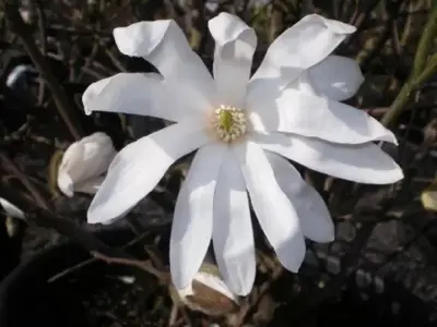 MAGNOLIA stellata