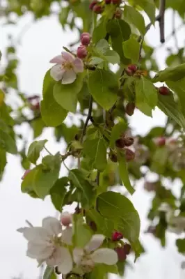 MALUS x schiedeckeri 'Red Jade'