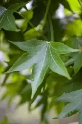 LIQUIDAMBAR styraciflua 'Gum Ball' - image 2