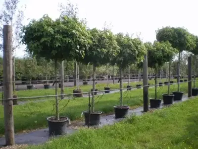 LIQUIDAMBAR styraciflua 'Gum Ball' - image 3