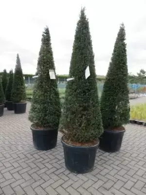 TAXUS baccata