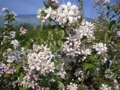 DEUTZIA x hybrida 'Mont Rose'