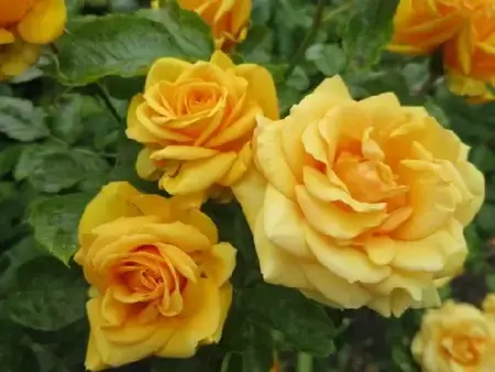 ROSA 'Simply the Best'