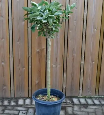 CITRUS limon 'Variegata' (LEMON)