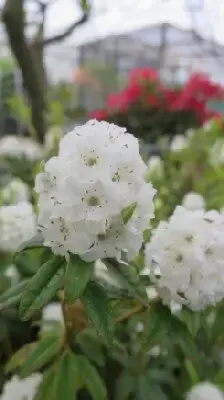 RHODODENDRON 'Arctic Tern'