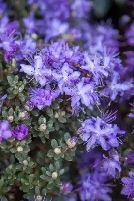 RHODODENDRON impeditum