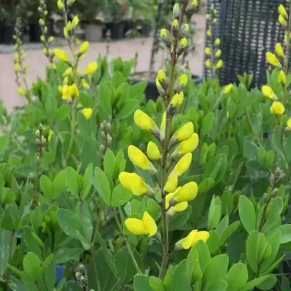 BAPTISIA 'American Goldfinch' - image 1