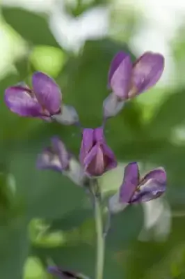 BAPTISIA 'Pink Lemonade'