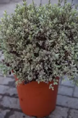 PITTOSPORUM tenuifolium 'Bannow Bay'