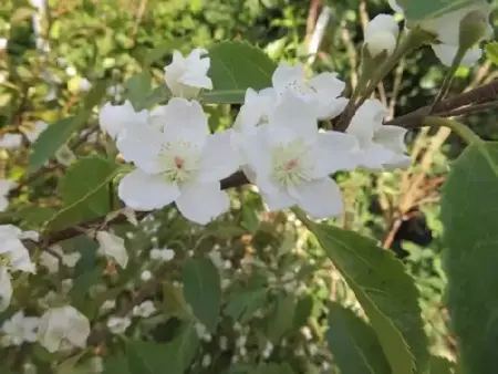 HOHERIA sexstylosa 'Stardust'