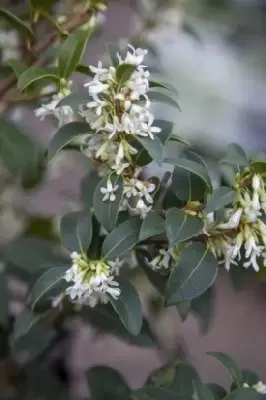 OSMANTHUS x burkwoodii - image 2