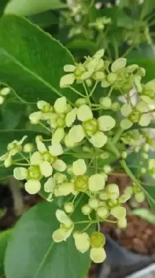 EUONYMUS grandiflorus 'Ruby Wine'