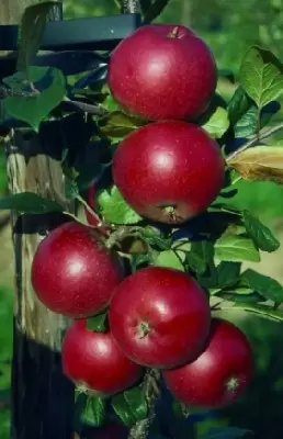 Malus domestica 'Red Devil' (Apple)